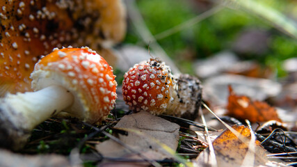 Amanita muscaria .poisonous psychoactive mushroom of the genus Amanita, or Amanita. The psychedelic experience of eating amanita