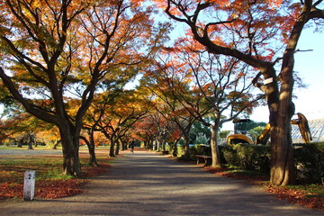 小石川植物園の紅葉並木