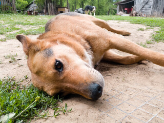 A close-up view of the dog as it lies on its side on the ground in the village yard during the day