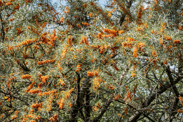 Common Sea Buckthorn (Hippophae rhamnoides) in orchard