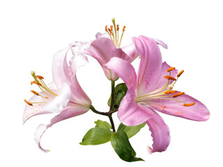 Three light rose Lillie flowers on stem with leaves top side view isolated