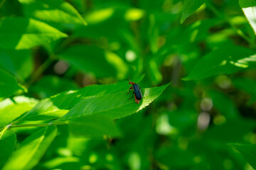 Closeup of a small red beetle with black wings and antennae sits on a large green leaf against a background of green foliage. Plant bug, leaf bug, grass bug