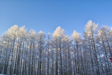 Fototapeta premium 樹氷