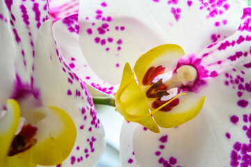 Close up of an yellow purple dotted white orchid
