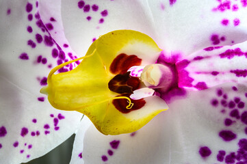 Close up of an yellow purple dotted white orchid