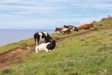 Rapa Nui. Cows in Rano Kau volcano, Rapa Nui, Easter Island, Chile