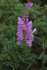 秋の花壇に咲くハナトラノオ（フィソステギア・バージニアナ）のピンクの花