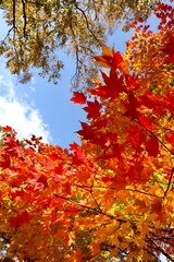 Nakajima Park (Sapporo) 中島公園