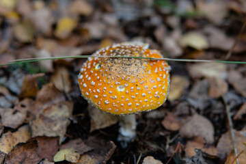 Amanita muscaria .poisonous psychoactive mushroom of the genus Amanita, or Amanita. The psychedelic...