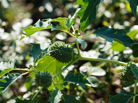 (Datura stramonium) Capsule aux longues &eacute;pines, fruit ovo&iuml;de de stramoine ou pomme &eacute;pineuse