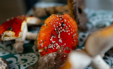 traditional medicine and the use Amanita Muscaria. Recreational use of psychedelic mushrooms