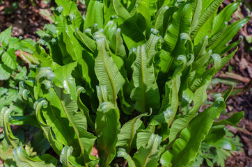 Tongue fern - Phyllitis scolopendrium in the botany in Poland. © I_love_life