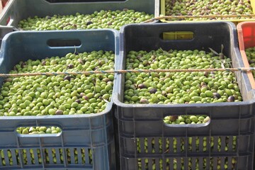 Olives harvested into plastic containers in the outskirts of Athens in Attica, Greece.