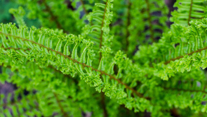 Scaly Male Fern - Dryopteris affinis 