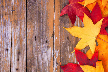 Obraz premium Colorful Autumn leaves on rusty background