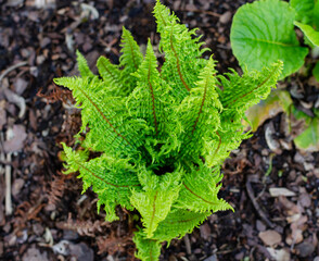 Scaly Male Fern - Dryopteris affinis 