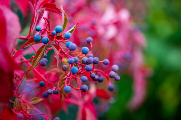 Small blue and purple wild grapes with red leaves in autumn