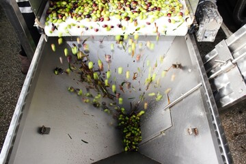 Cleaning olives with fresh water in olive oil mill during extra virgin olive oil production process...