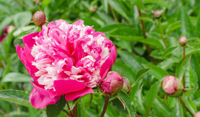 Beautiful chinese peony - Paeonia lactiflora 