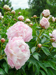 Beautiful chinese peiny - Paeonia lactiflora "Shirley Temple".