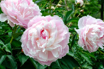 Beautiful chinese peiny - Paeonia lactiflora "Shirley Temple".