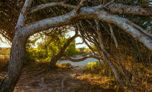 Close-up picture of a magical and beautiful tree, full of branches and roots at sunrise. Santiago de la Ribera, Murcia, Spain.