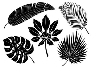 Tropical leaves silhouette set isolated on white background. Monstera and coconat tree leaves black sihouette vector illustration. Tropical palm tree leaves monochrome set.