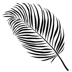 Tropical leaf silhouette isolated on white background. Coconat palm leaf black sihouette vector illustration. Tropical jungle greenery monochrome design illustration.