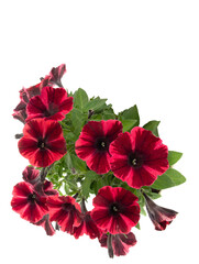 Bouquet of red petunias isolated on a white background.