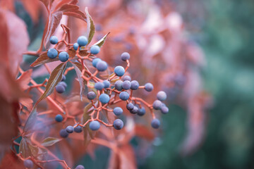 Small blue and purple wild grapes with red leaves in autumn