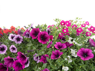 Petunia flowers isolated on a white background for writing text.