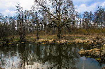 Fototapeta na wymiar a small field river in early spring.russian provincial landscape 