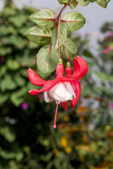 Fuchsia (Fuchsia hybrida) in greenhouse