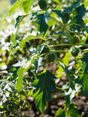 (Datura stramonium) Datura officinal ou stramoine aux fruits épineux, feuillage vert foncé à bord découpé sur de long pétioles en début de printemps