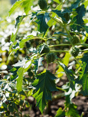 (Datura stramonium) Datura officinal ou stramoine aux fruits épineux, feuillage vert foncé à...