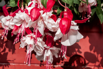 Fuchsia (Fuchsia hybrida) in greenhouse