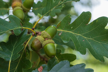Close up of acorns hanging on the tree in late summer