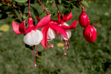 Fuchsia (Fuchsia hybrida) in greenhouse