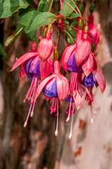 Fuchsia (Fuchsia hybrida) in greenhouse