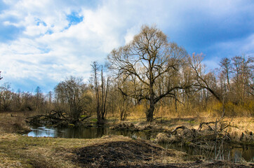 Fototapeta na wymiar a small field river in early spring.russian provincial landscape 