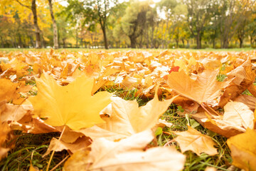 Dry orange leaves of maple tree on autumn blurred nature background. Beautiful city park with colorful leaves and sun's rays.