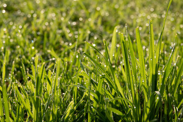 Close up of fresh thick grass with water drops in the early morning