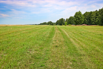 Summer background. A field road overgrown with grass in the middle of a meadow. Grasslands.