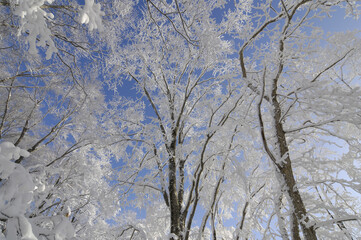 樹氷