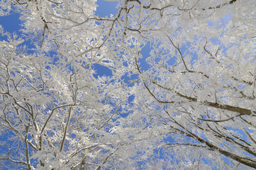 樹氷