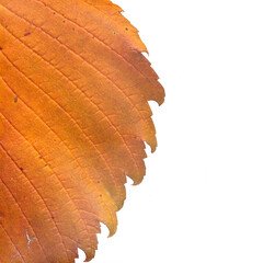 Red autumn leaf on a isolated white  background