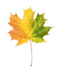 Green and yellow autumn maple leaf on a isolated white  background