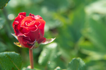 Red rose flower blooming in roses garden on background red roses flowers.