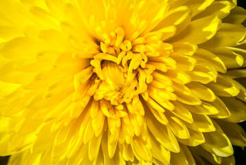 Florist's Daisy (Chrysanthemum morifolium) in garden