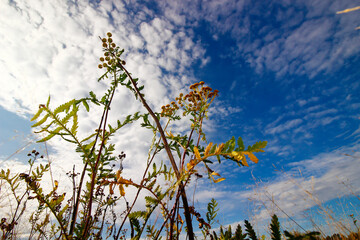 Plant in a field against the sky
